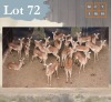 19 X Impala M:1 V/F:18 Legend Wildlife (Per Piece to take the lot/Per stuk om lot te neem) Swartruggens