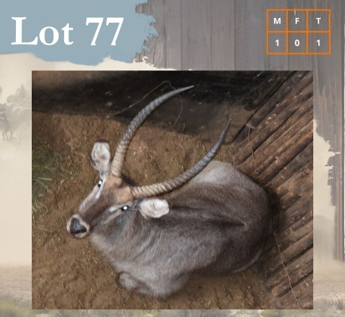 1 X Waterbuck M:1 Legend Wildlife Coligny