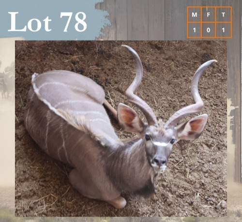 1 X Kudu M:1 Legend Wildlife Swartruggens