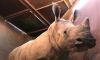 LOT 1  - RHINO CONSERVATION VITA DART - Rhino Capture and Dehorn expience - 13