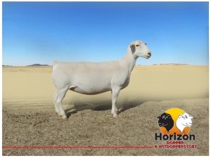 Lot 1 1x WIT DORPER Ooi/Ewe Peet Cilliers Vergesig Witdorper Stoet TIEPE 5