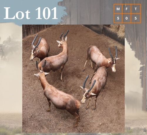 5 X Blesbuck M:5 Legend Wildlife (Per Piece to take the lot/Per stuk om lot te neem) Swartruggens