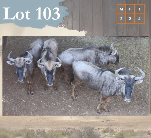 4 X Bluewildebeest M:2 V/F:2 Legend Wildlife (Per Piece to take the lot/Per stuk om lot te neem) Coligny