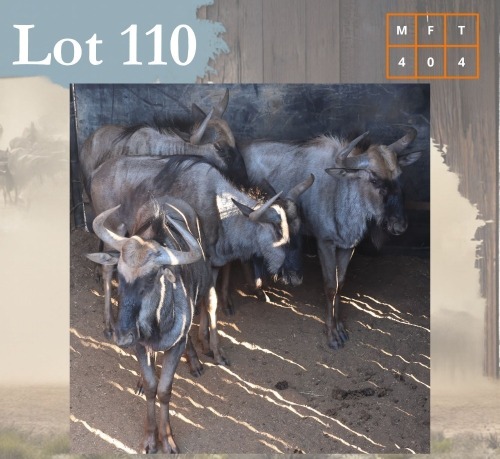 4 X Bluewildebeest M:4 Legend Wildlife (Per Piece to take the lot/Per stuk om lot te neem) Swartruggens