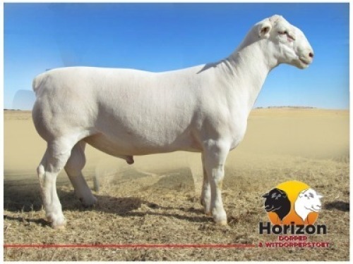 1x WIT DORPER Ram Peet Cilliers Vergesig Witdorper TIEPE 5