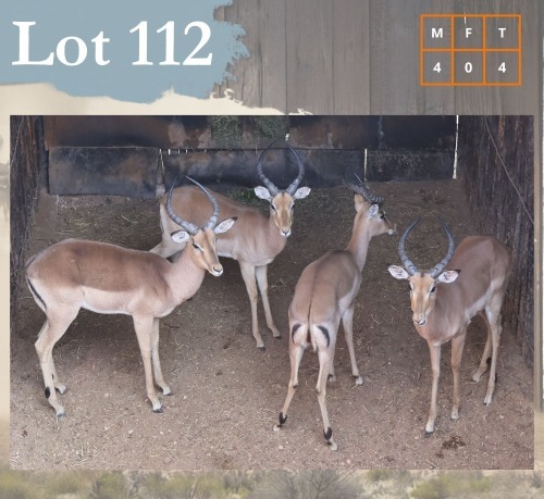 4 X Impala M:4 Legend Wildlife (Per Piece to take the lot/Per stuk om lot te neem) Swartruggens
