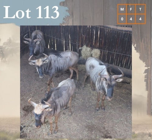 4 X Bluewildebeest V/F:4 Legend Wildlife (Per Piece to take the lot/Per stuk om lot te neem) Swartruggens