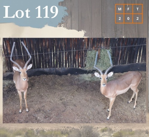 2 X Impala M:2 Legend Wildlife (Per Piece to take the lot/Per stuk om lot te neem) Swartruggens
