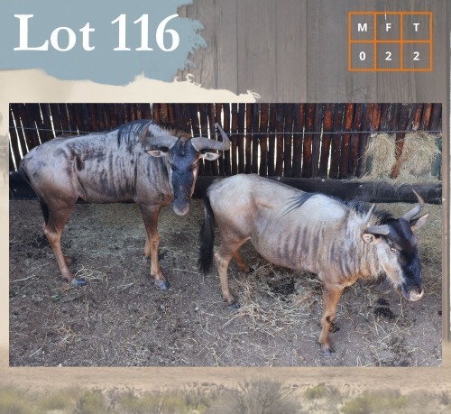 2 X Bluewildebeest V/F:2 Legend Wildlife (Per Piece to take the lot/Per stuk om lot te neem) Coligny
