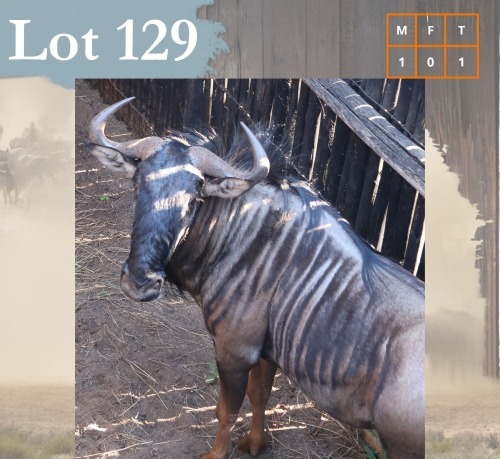 1 X Bluewildebeest M:1 Legend Wildlife Swartruggens