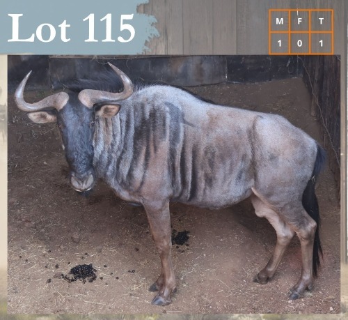 1 X Bluewildebeest M:1 Legend Wildlife Swartruggens