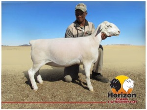 Lot 2 1x WIT DORPER Ooi/Ewe Peet Cilliers Vergesig Witdorper Stoet TIEPE 5