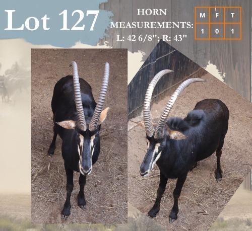 1 X Sable M:1 Legend Wildlife Rustenburg