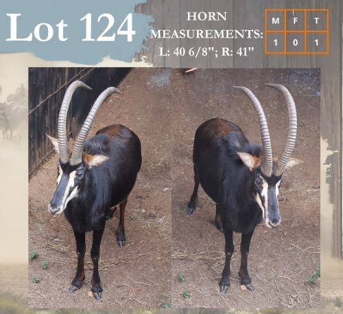 1 X Sable M:1 Legend Wildlife Rustenburg