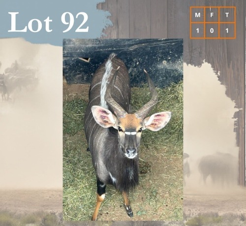 1 X Nyala M:1 Legend Wildlife Hartbeespoortdam