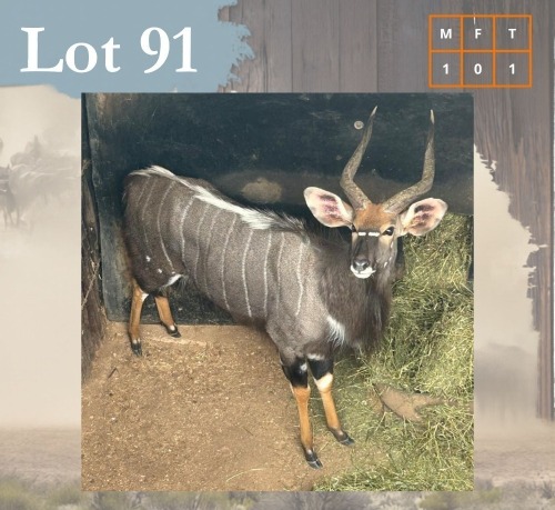 1 X Nyala M:1 Legend Wildlife Hartbeespoortdam