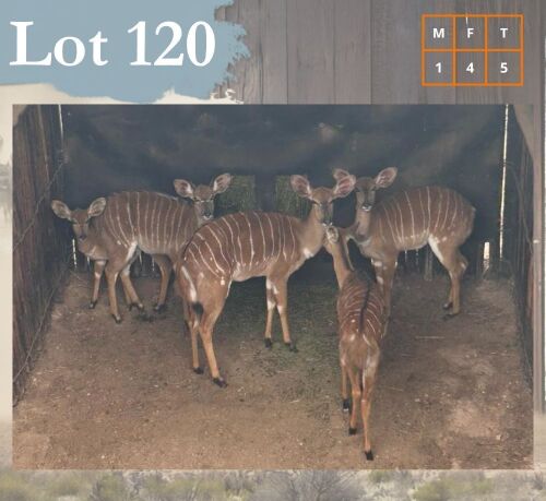 5 X Nyala M: 1 V/F:4 Legend Wildlife (Per Piece to take the lot/Per stuk om lot te neem) Hartbeespoortdam