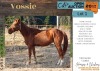 1 X VOSSIE HORSE GELDING GIDEON PRETORIUS