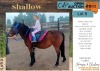 1 X SHALLOW HORSE MARE JJ WILKE