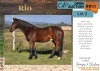 1 X RIO HORSE GELDING LIVESTOCK 88 84 PTY LTD.