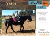 1 X YSTER HORSE GELDING JJ WILKE
