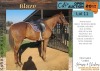 1 X BLAZE HORSE GELDING MARIJNA TEN DAM