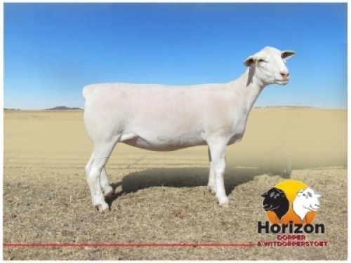 Lot 7 1x WIT DORPER Ooi/Ewe Peet Cilliers Vergesig Witdorper Stoet TIEPE 5