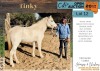 1 X TINKY HORSE MARE MOHAMMED