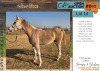 1 X SHEIBA HORSE MARE LIVESTOCK 88 84 PTY LTD.