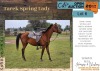1 X TAREK SPRING LADY HORSE MARE XANDER HUMAN