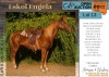 1 X ESKOL ENGELA HORSE MARE LEANDRI DU TOIT