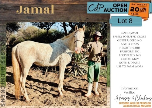 1 X JAMAL HORSE GELDING MOHAMMED