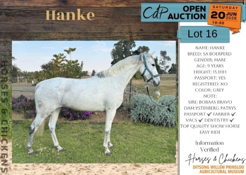 1 X HANKE HORSE MARE LISA-SUE BEZUIDENHOUT