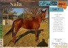 1 X NALA HORSE MARE FGF BOERDERY