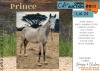 1 X PRINCE HORSE GELDING FANIE BRONKHORST