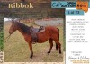 1 X RIBBOK HORSE GELDING JAREC BOERDERY