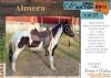 1 X ALMERA HORSE MARE JAREC BOERDERY