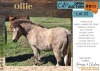 1 X OLLIE HORSE GELDING ADRI SMITH