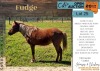1 X FUDGE HORSE MARE ADRI SMITH