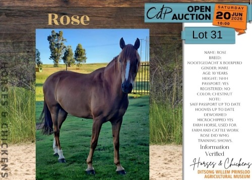 1 X ROSE HORSE MARE ADRI SMITH
