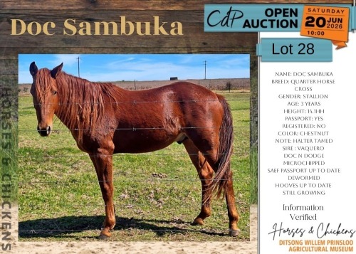 1 X DOC SAMBUKA HORSE STALLION ADRI SMITH