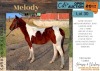 1 X MELODY HORSE MARE JAREC BOERDERY