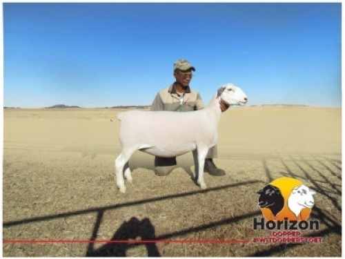 Lot 10 1x WIT DORPER Ooi/Ewe Peet Cilliers Vergesig Witdorper Stoet TIEPE 5