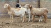 5 X BOSVELDER GRADED EWE YARI STOET (Per animal to take the lot)