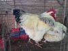 2 X CHICKEN ROOSTER & HEN ISAAC KOTO