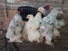 6 X CHICKEN MIX A. CLOETE
