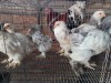 6 X CHICKEN MIX A. CLOETE