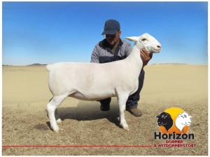 Lot 21 1x WIT DORPER Ooi/Ewe Peet Cilliers Vergesig Witdorper Stoet TIEPE 5