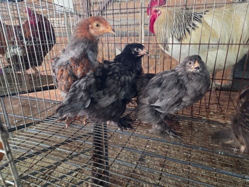 4 X CHICKEN MIX A. CLOETE