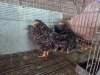 5 X CHICKEN MIX A. CLOETE